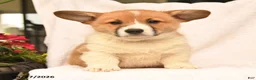 Welsh Corgi Pembroke dogs for sale: Rusty - Ad 4
