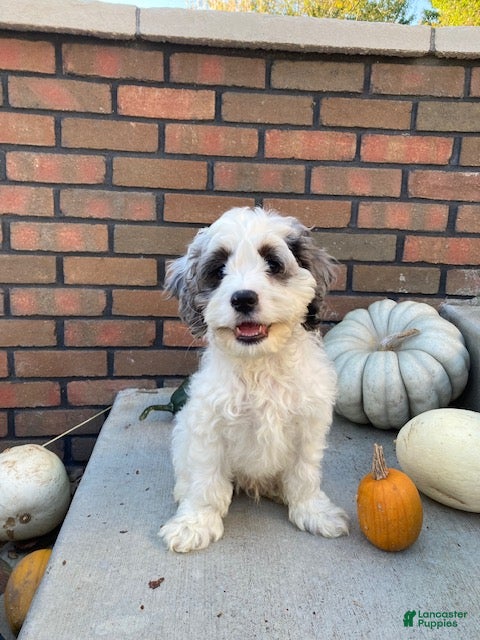 Cockapoo dogs Bruno - Ad 1