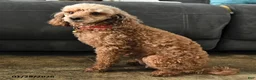 Miniature Poodle dogs for sale: Lacy - Ad 4