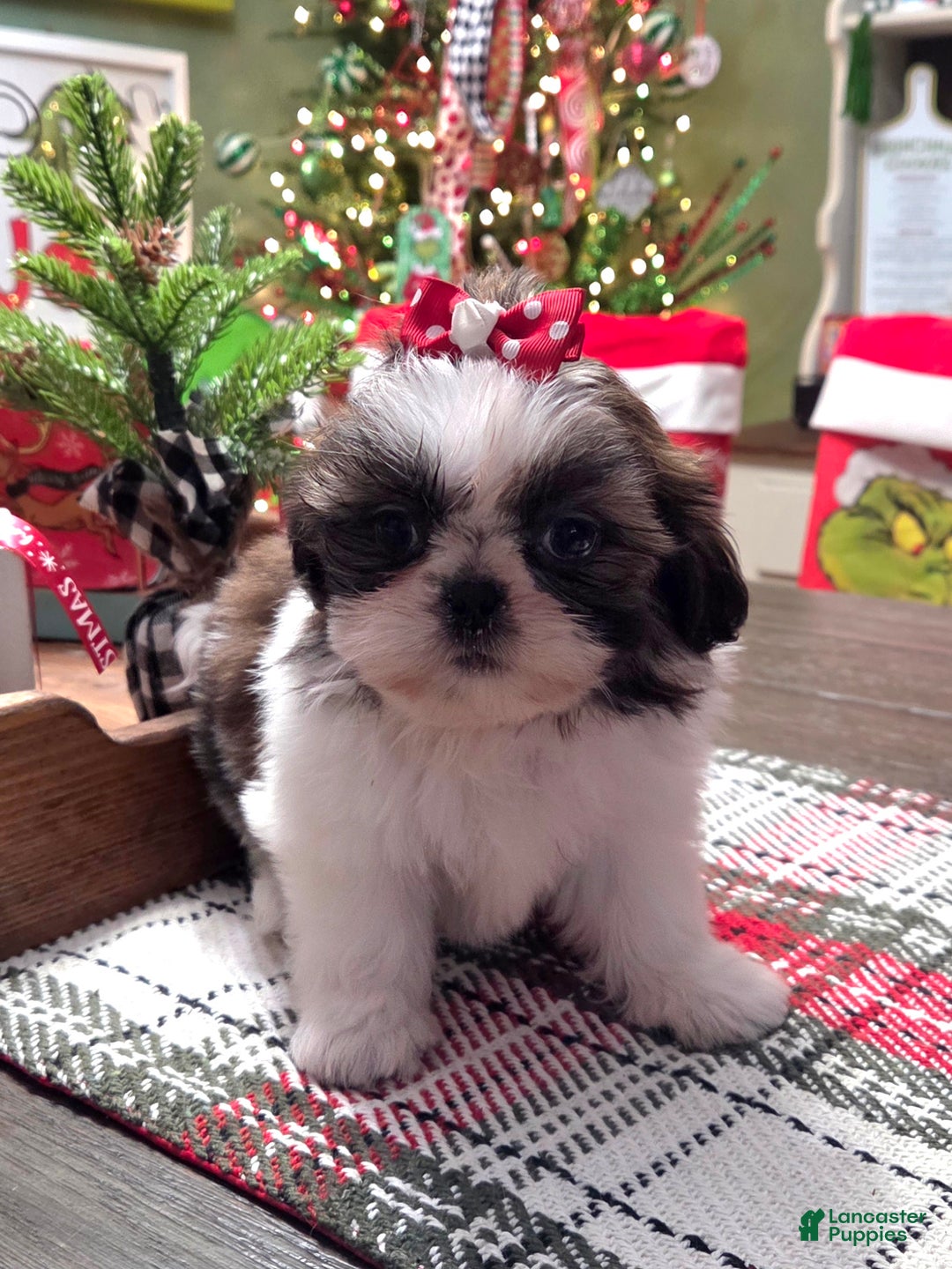 Shih Tzu dogs for sale: CINDY LOU - Ad 2