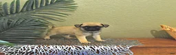 Mixed Breed dogs for sale: Champ  - Ad 3