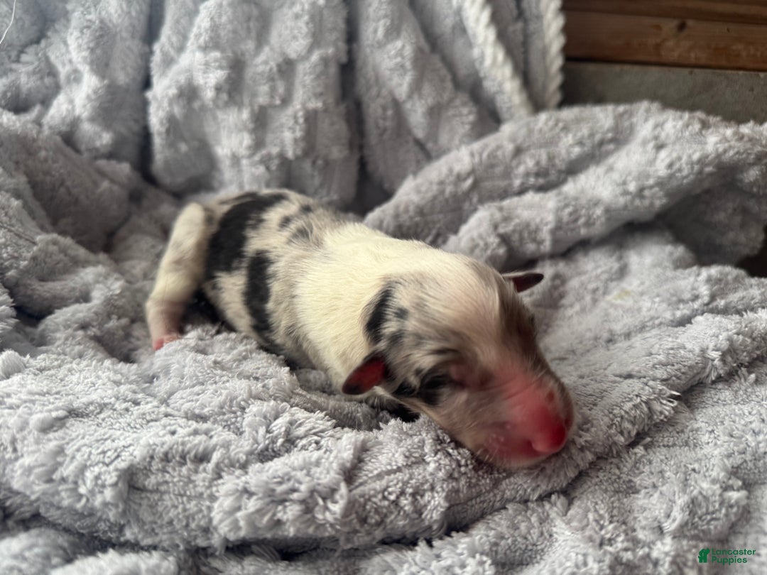 Collie dogs for sale: Rumour - Ad 5