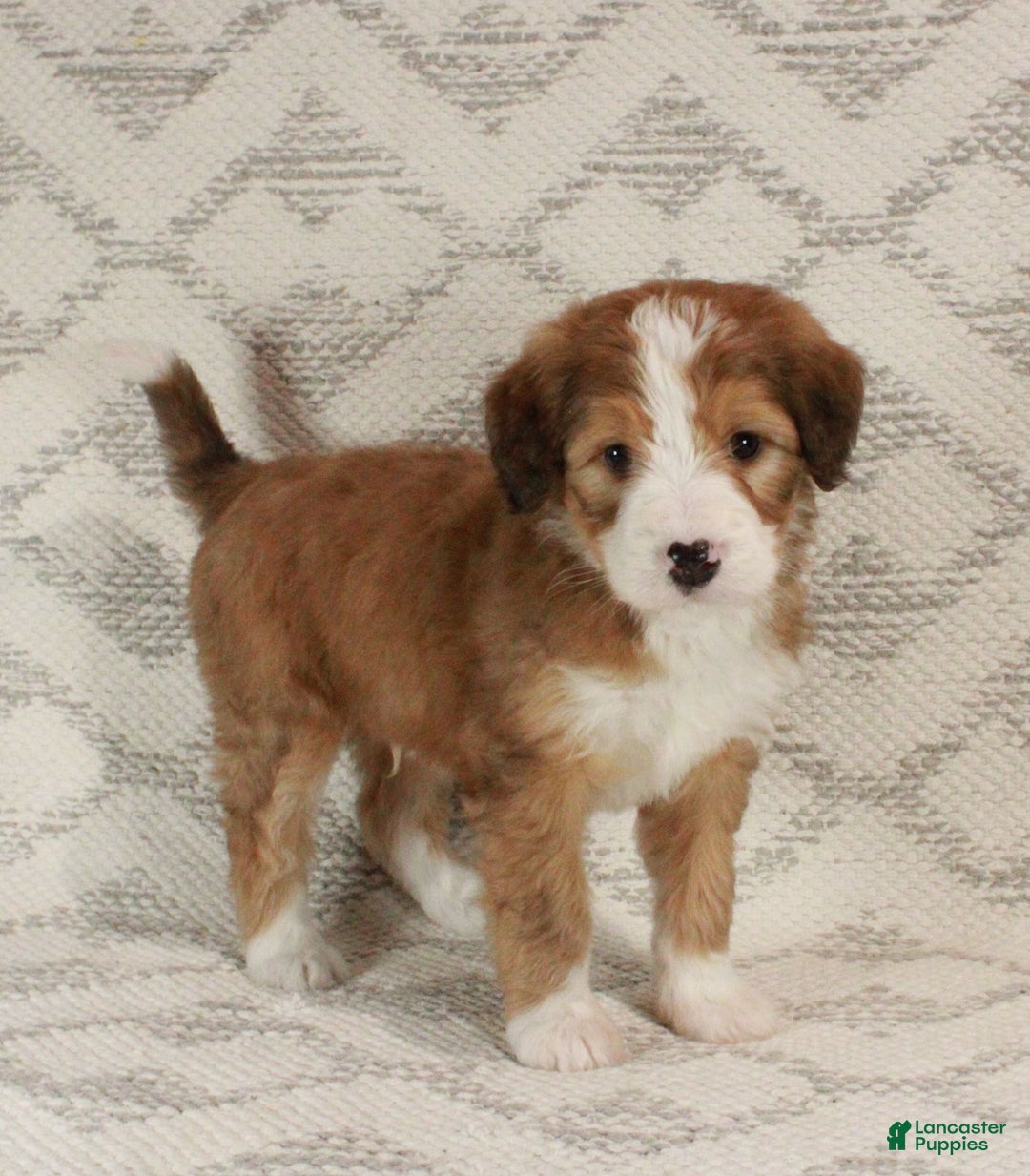 Bernedoodle dogs for sale: Sammy  - Ad 9