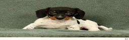 Miniature Dachshund dogs for sale: Reed - Ad 9