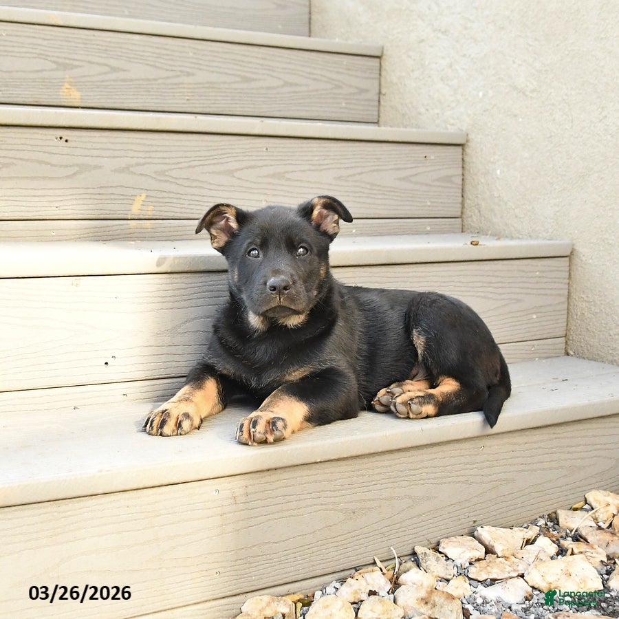 Mixed Breed dogs Skipper - Ad 1