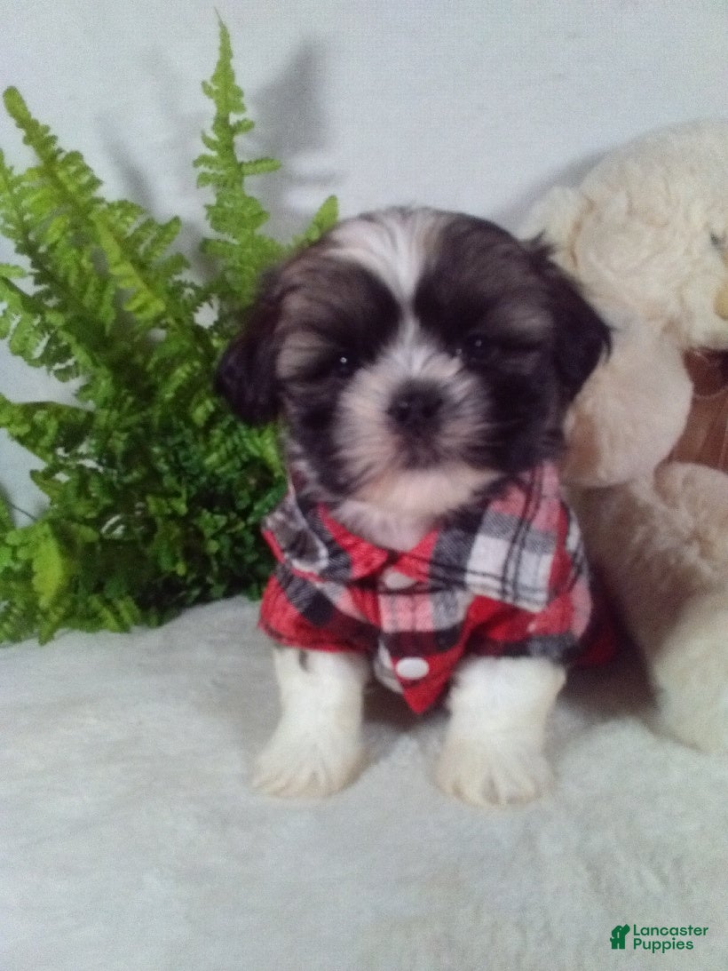 Shih Tzu dogs Baxter - Ad 1
