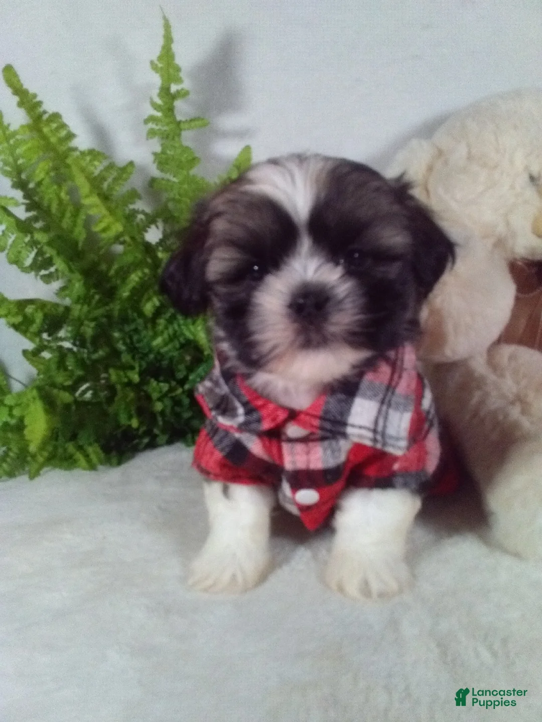 Shih Tzu dogs for sale: Baxter - Ad 1
