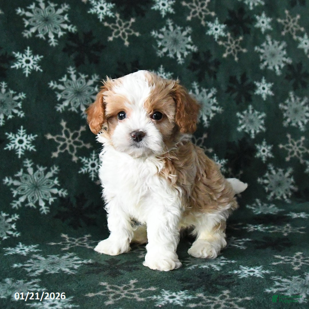 Cavapoo dogs for sale: Rocky - Ad 1