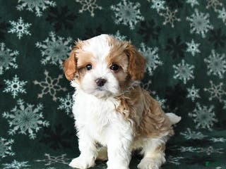 Cavapoo dogs Rocky - Ad 23