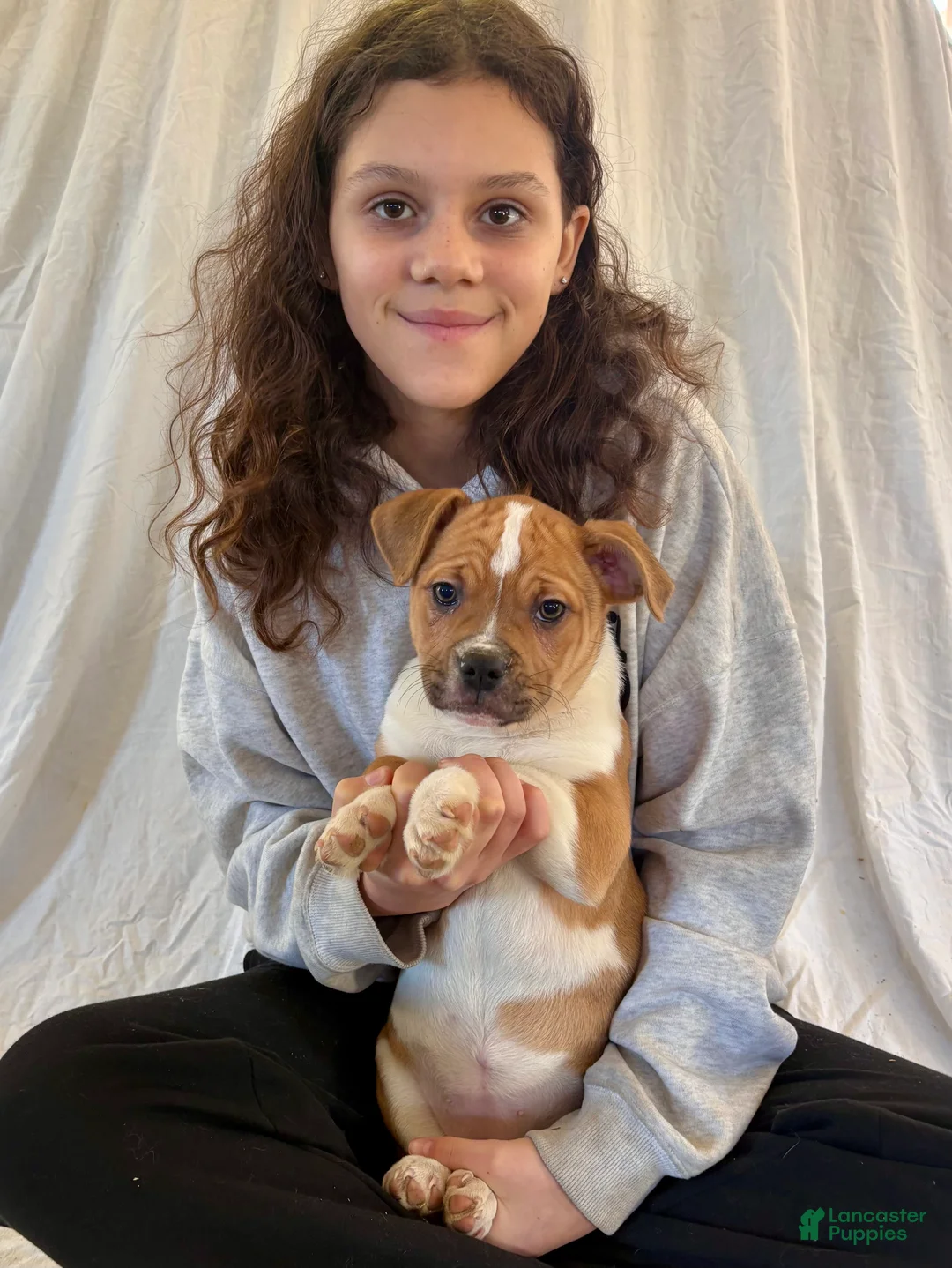 American Bulldog dogs for sale: American Bulldog Puppy 7 - Ad 2