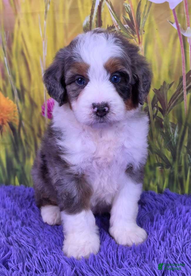 Mini Bernedoodle dogs Dew - Ad 1