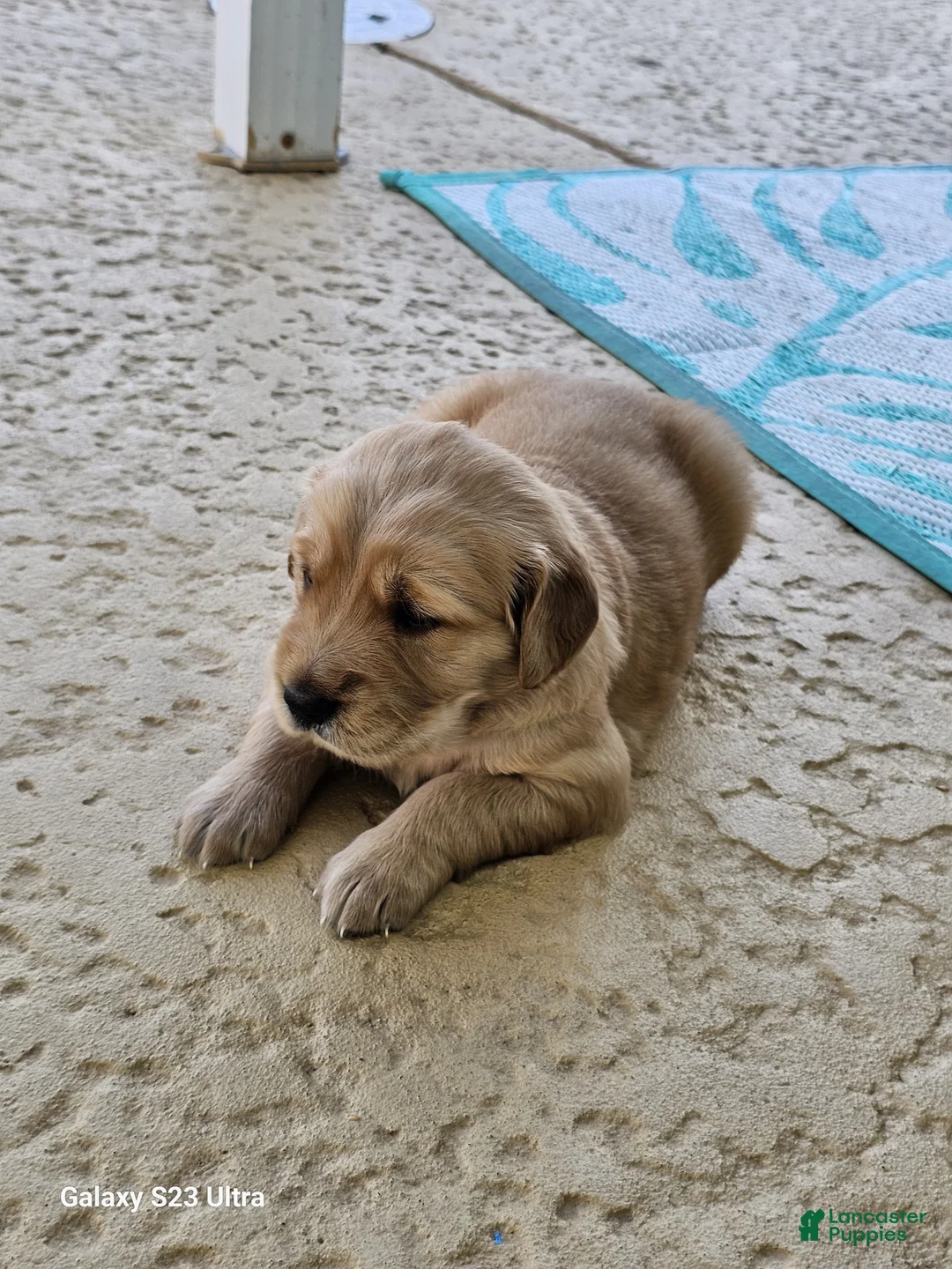 Golden Retriever dogs for sale: Golden Retriever Puppy 2 - Ad 1