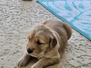 Golden Retriever dogs Golden Retriever Puppy 2 - Ad 16