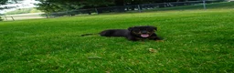 Rottweiler dogs for sale: Lily  - Ad 5