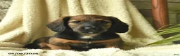 Miniature Dachshund dogs for sale: Kimber  - Ad 3