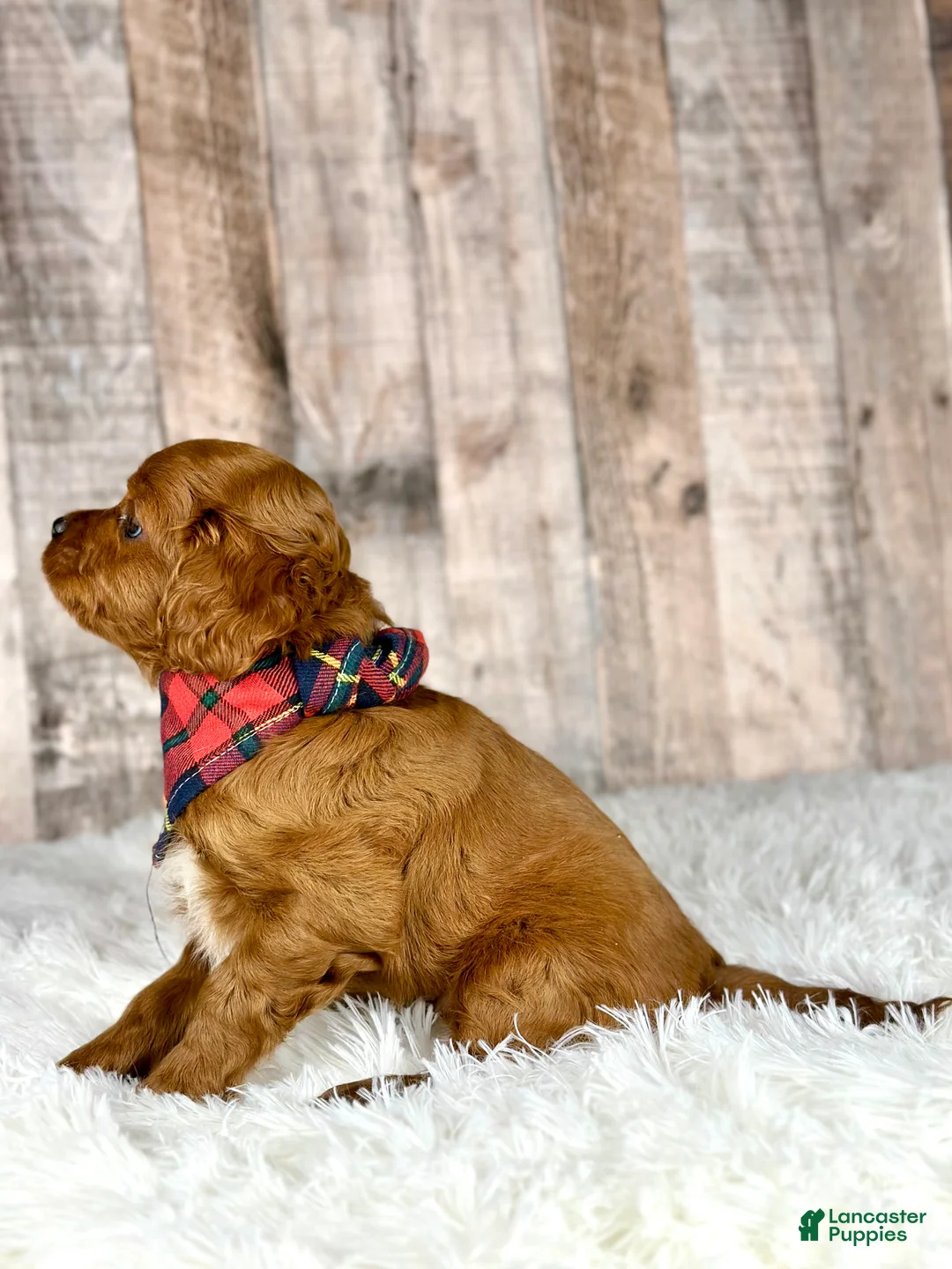 Cavapoo dogs for sale: Girl Dotty - 4936 - Ad 8