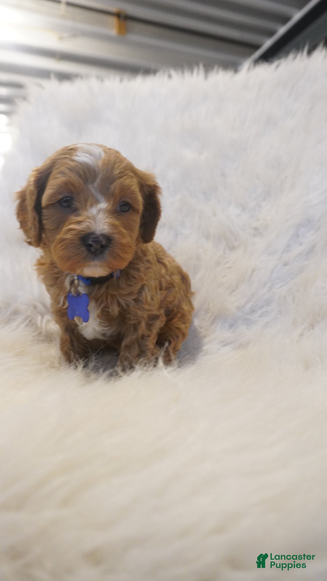 Cavapoo dogs for sale: Icey  - Ad 9