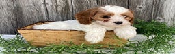 Cavapoo dogs for sale: Sally - Ad 1