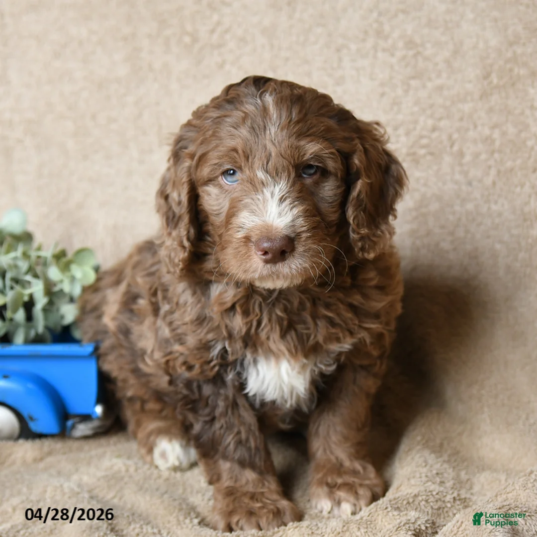 Goldendoodle dogs for sale: Toffee - Ad 3