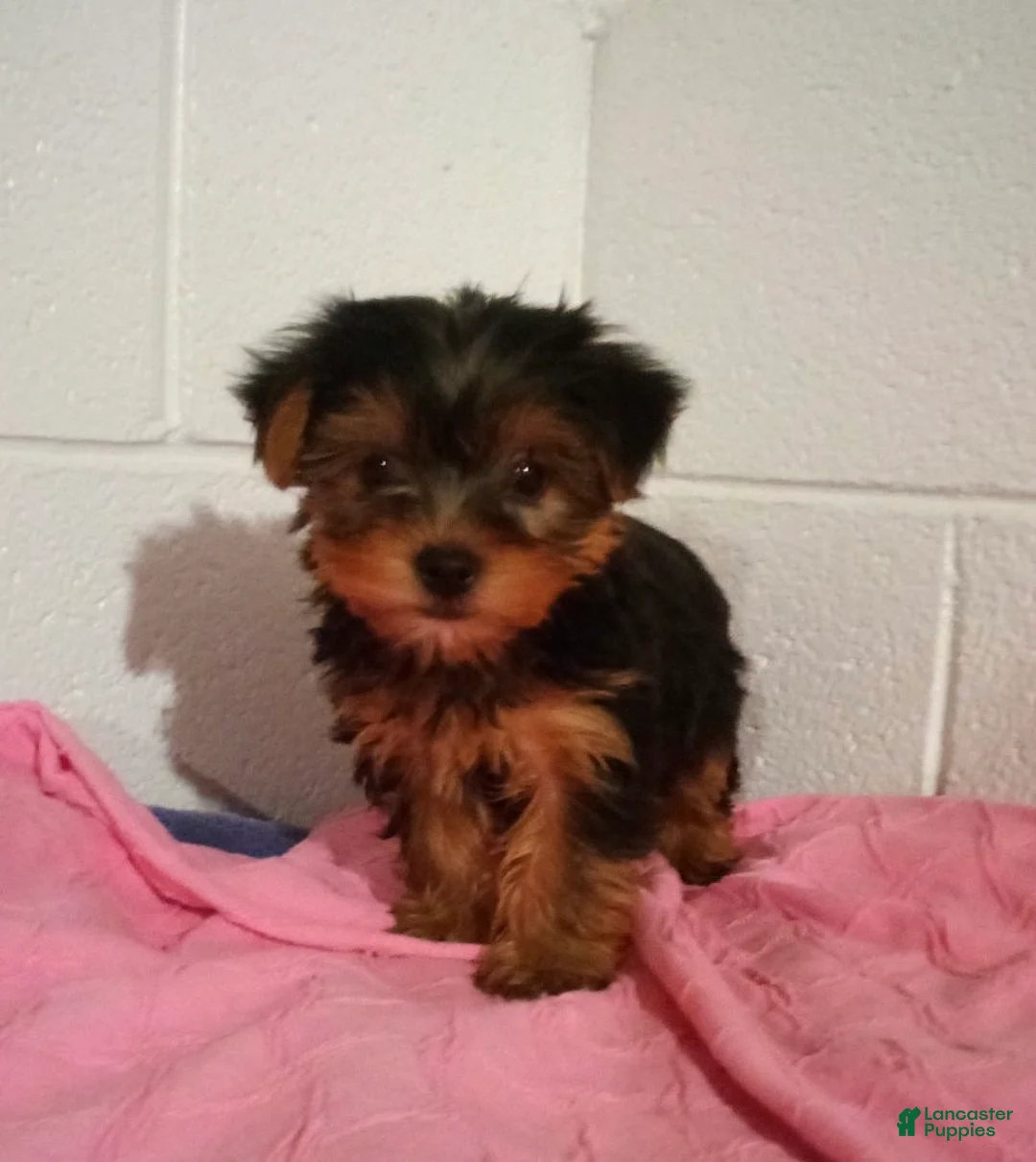 Yorkshire Terrier dogs for sale: Bella - Ad 2