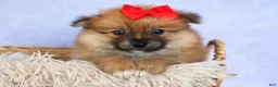 Pomeranian dogs for sale: Fabio  - Ad 6