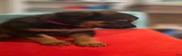 Mixed Breed dogs for sale: Red - Ad 6