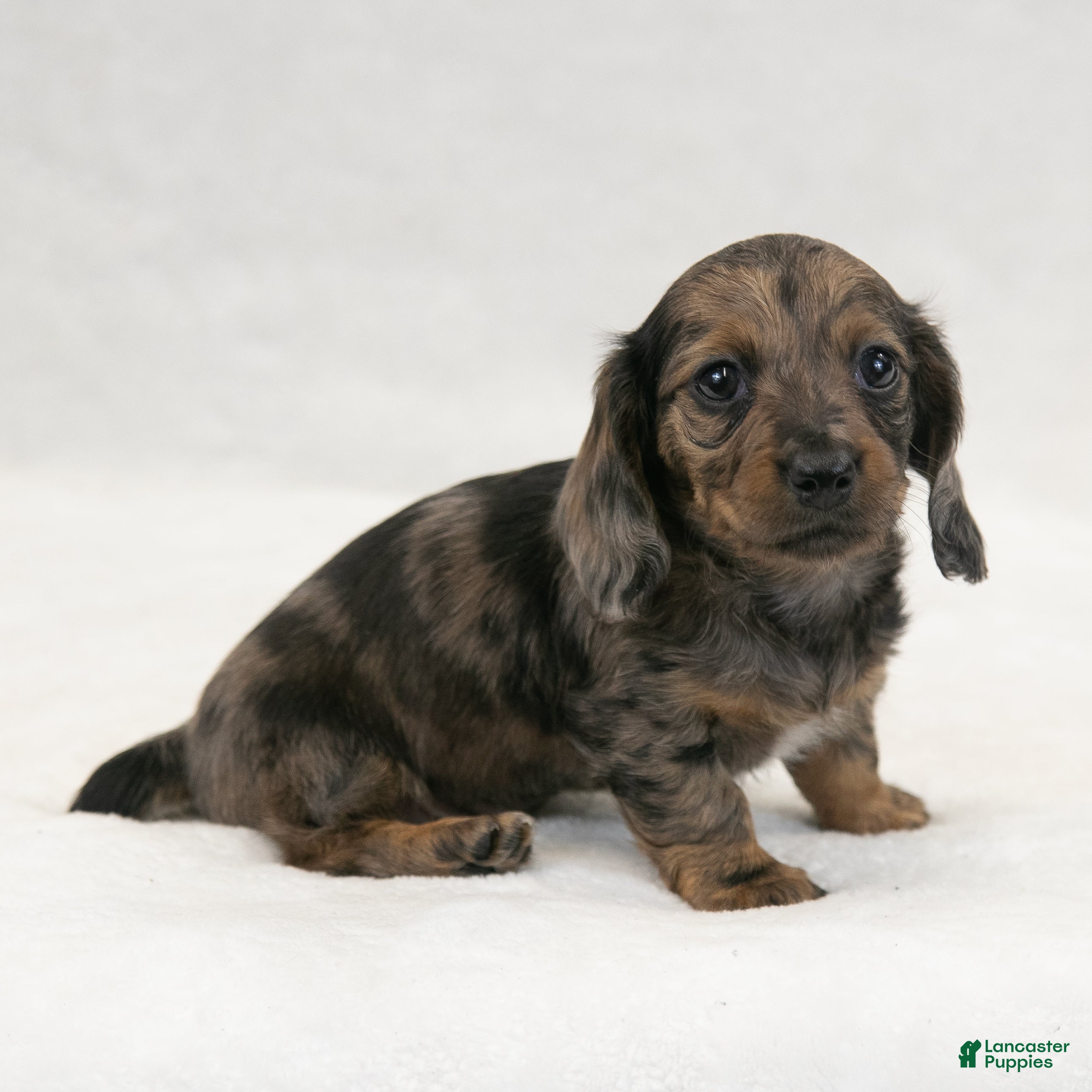 Daily Miniature Dachshund Puppies for sale Lancaster Puppies