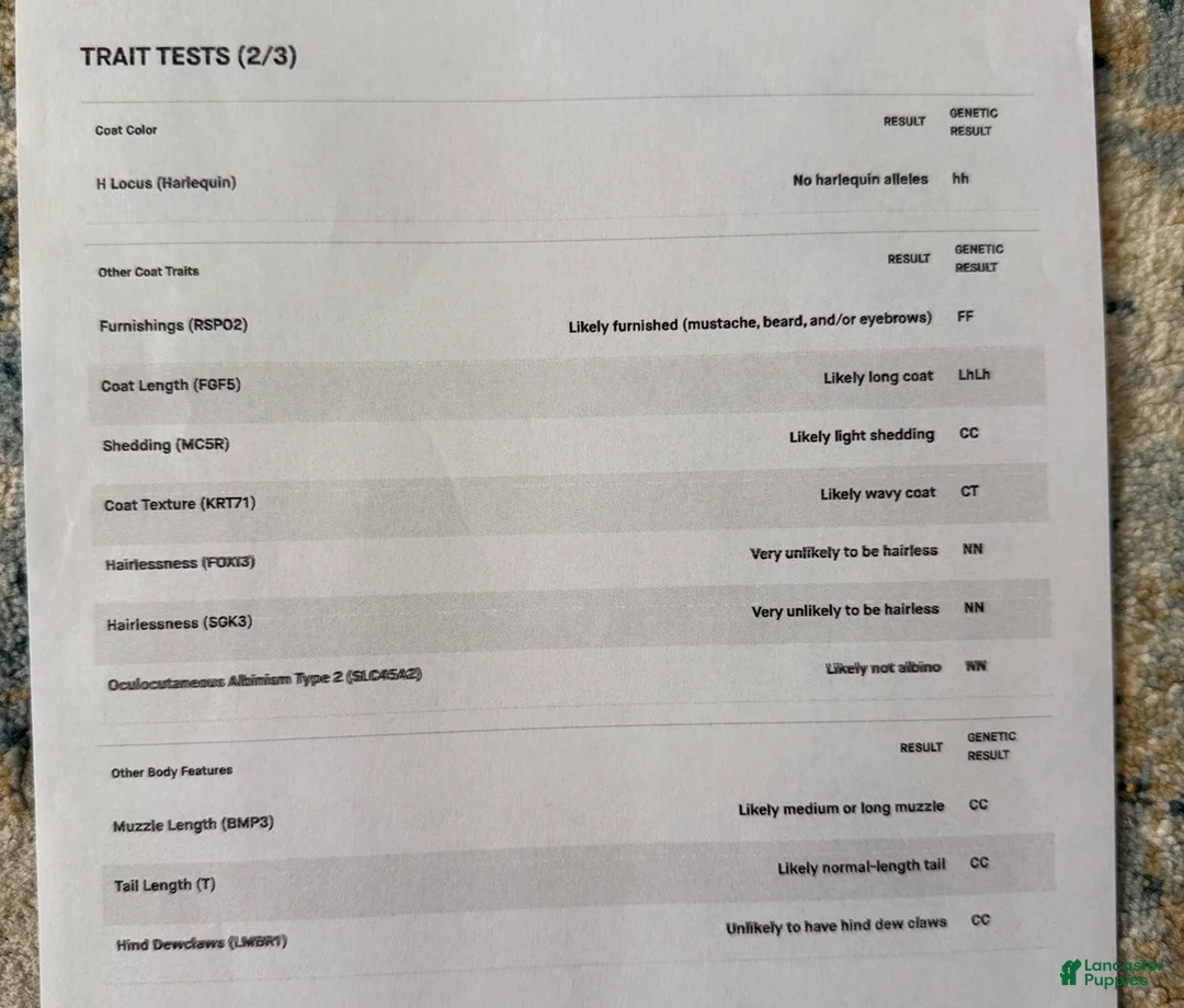 Standard Poodle dogs for sale:  Josie AKC IN HEAT - Ad 5