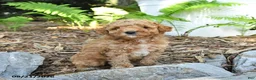 Havapoo dogs for sale: Toby - Ad 3