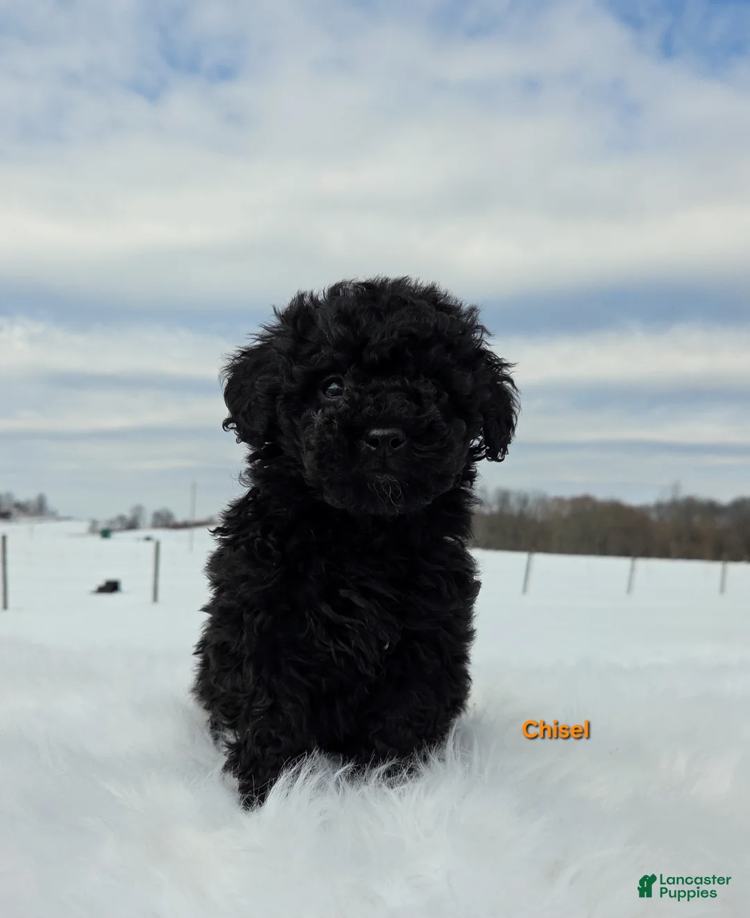 Miniature Poodle dogs for sale: Chisel  - Ad 2