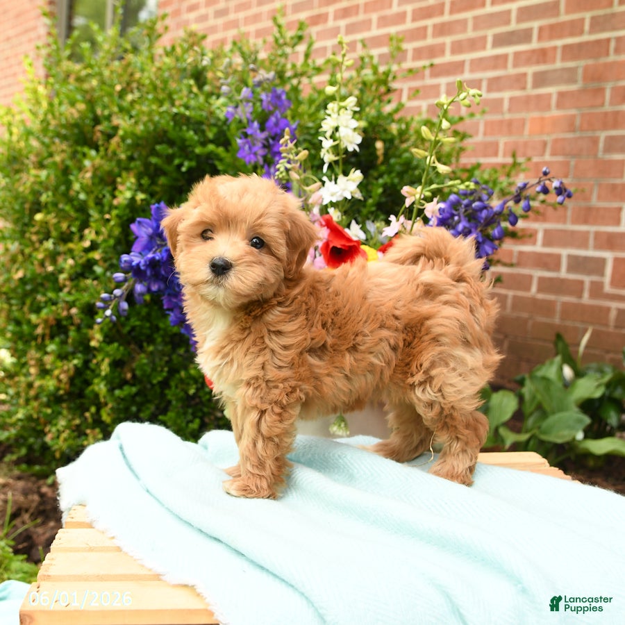 Maltipoo dogs for sale: Tulip - Ad 2