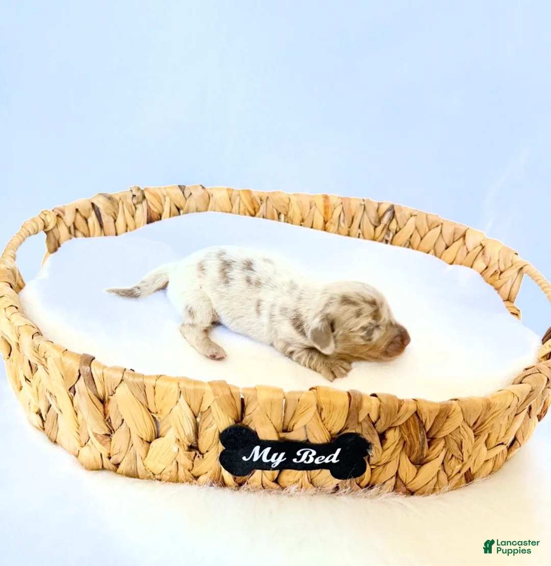 Miniature Dachshund dogs for sale: Pearl - Ad 2