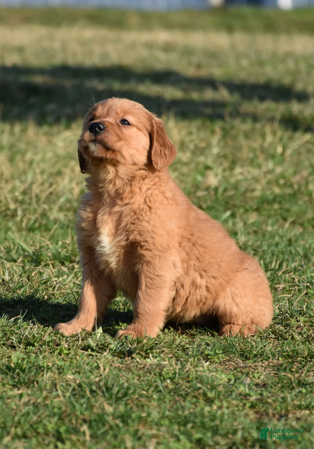 Golden Retriever dogs for sale: Taffy       Genetic/OFA - Ad 2