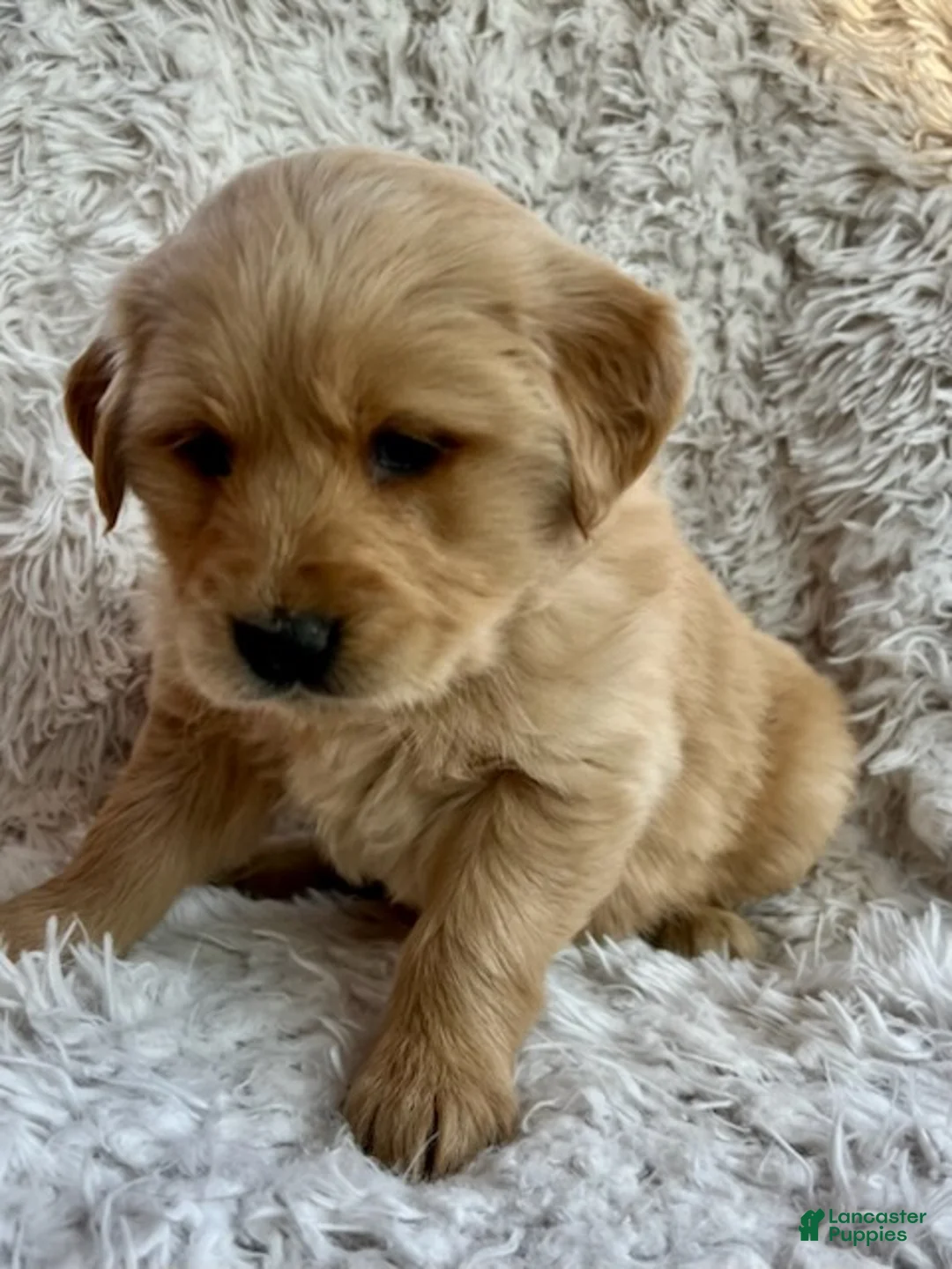 Golden Retriever dogs for sale: Lola - Ad 1