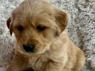 Golden Retriever dogs for sale: Lola - Ad 1