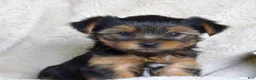 Yorkshire Terrier dogs for sale: Pluto - Ad 1