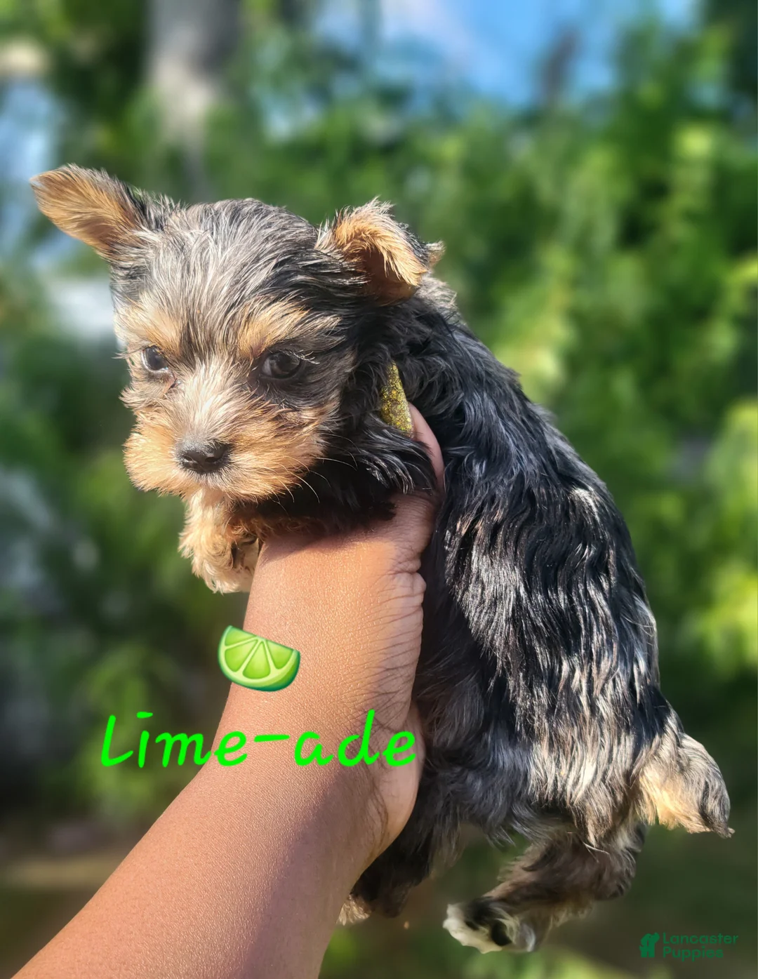 Yorkshire Terrier dogs for sale: Traditional Merle Male  - Ad 2
