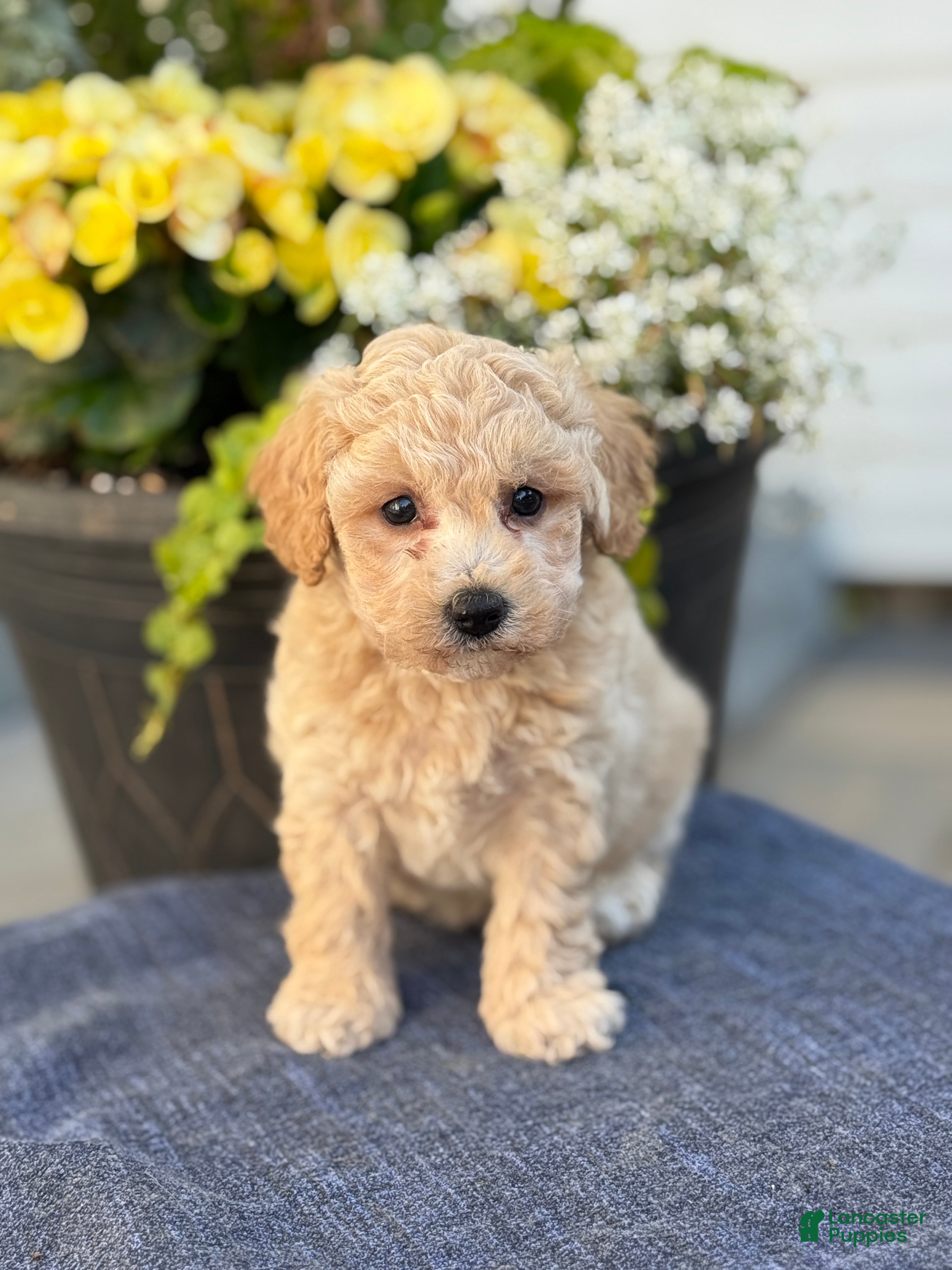 Bichpoo dogs for sale: Faye - Ad 1