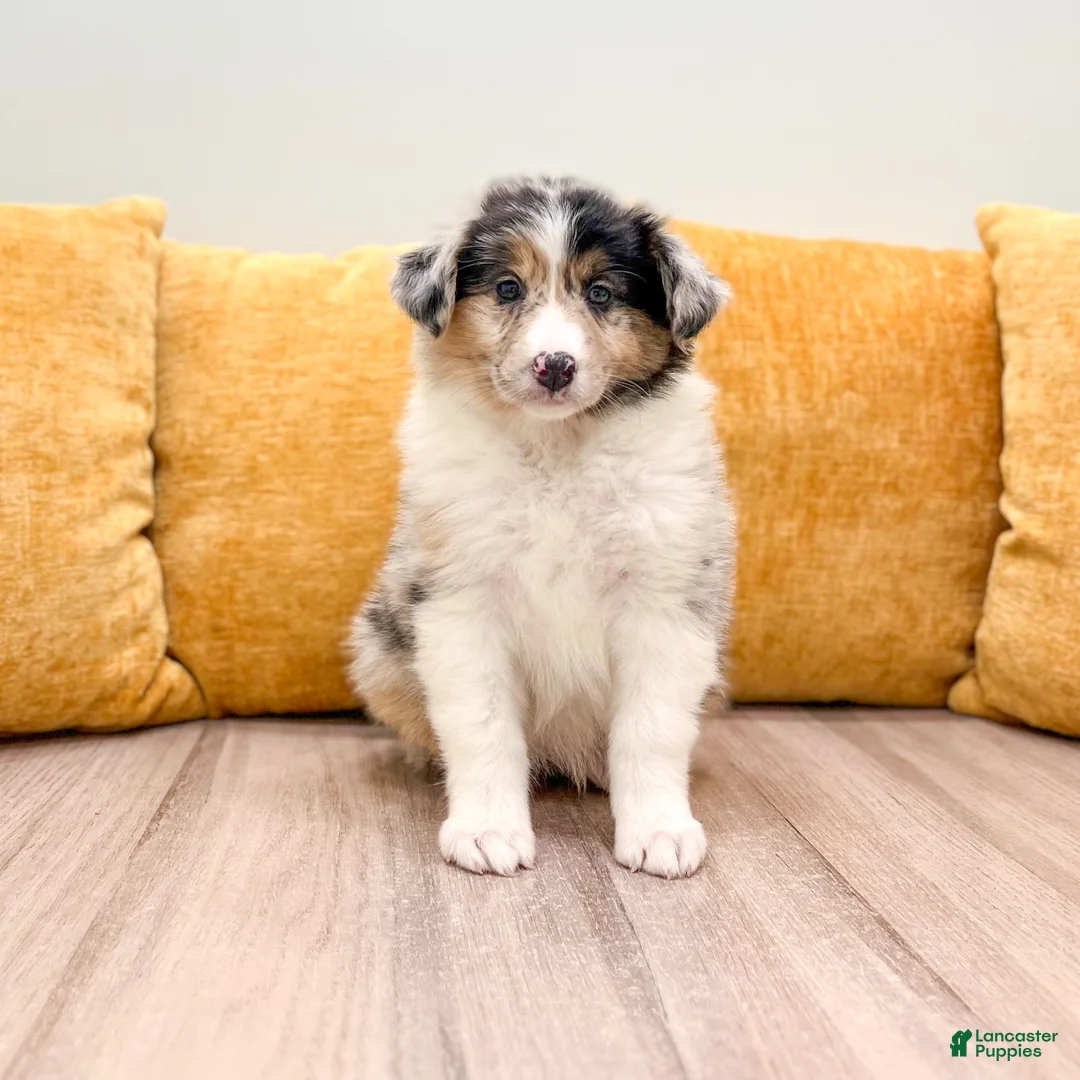 Australian Shepherd dogs for sale: Ellie - Ad 1