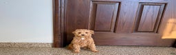 Maltipoo dogs for sale: Sherry - Ad 5