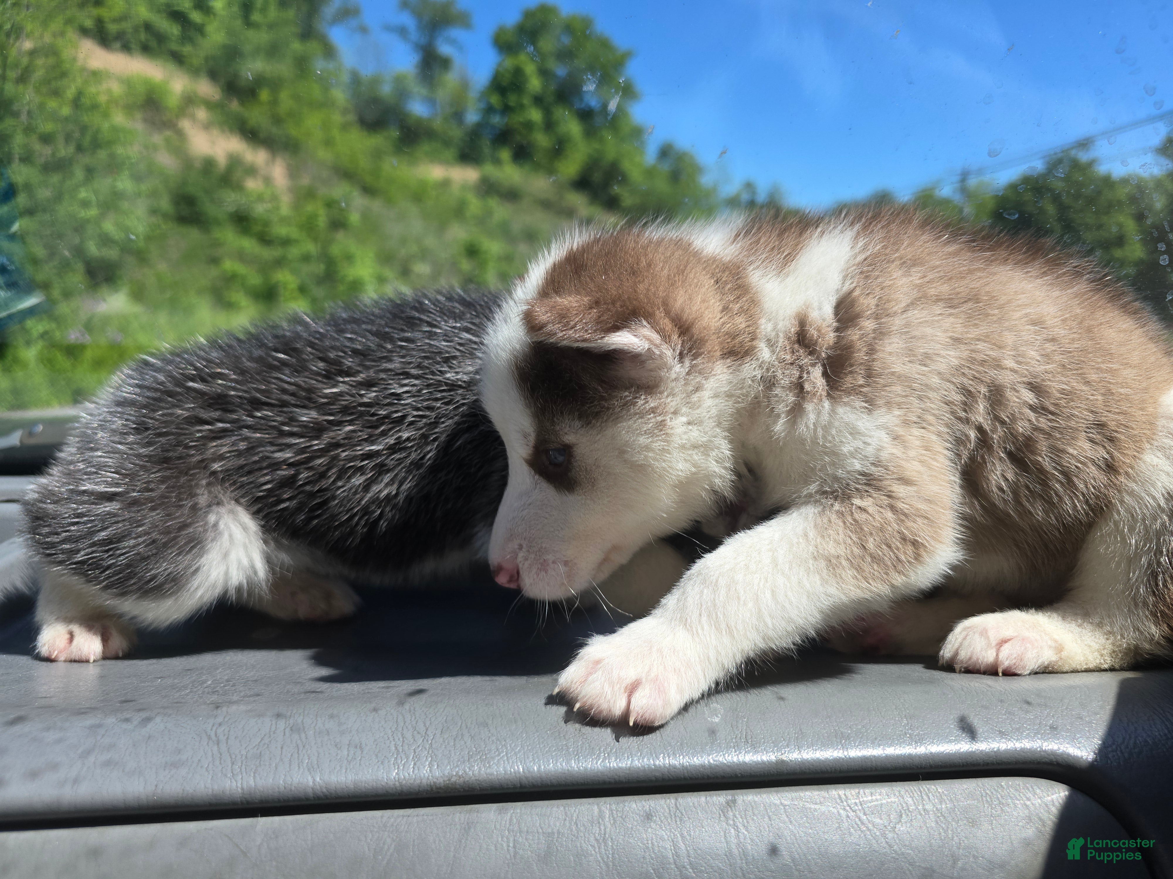 Siberian Husky dogs Siberian Husky Puppy 2 - Ad 31