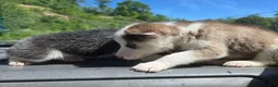 Siberian Husky dogs for sale: Siberian Husky Puppy 2 - Ad 1