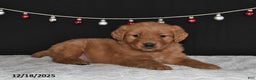 Golden Retriever dogs for sale: Arthur - Ad 4