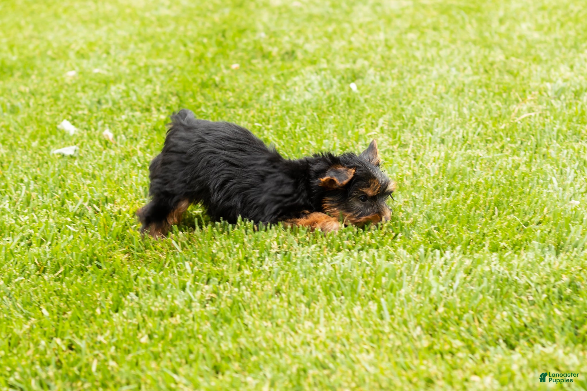 Yorkshire Terrier dogs for sale: Marty  - Ad 6