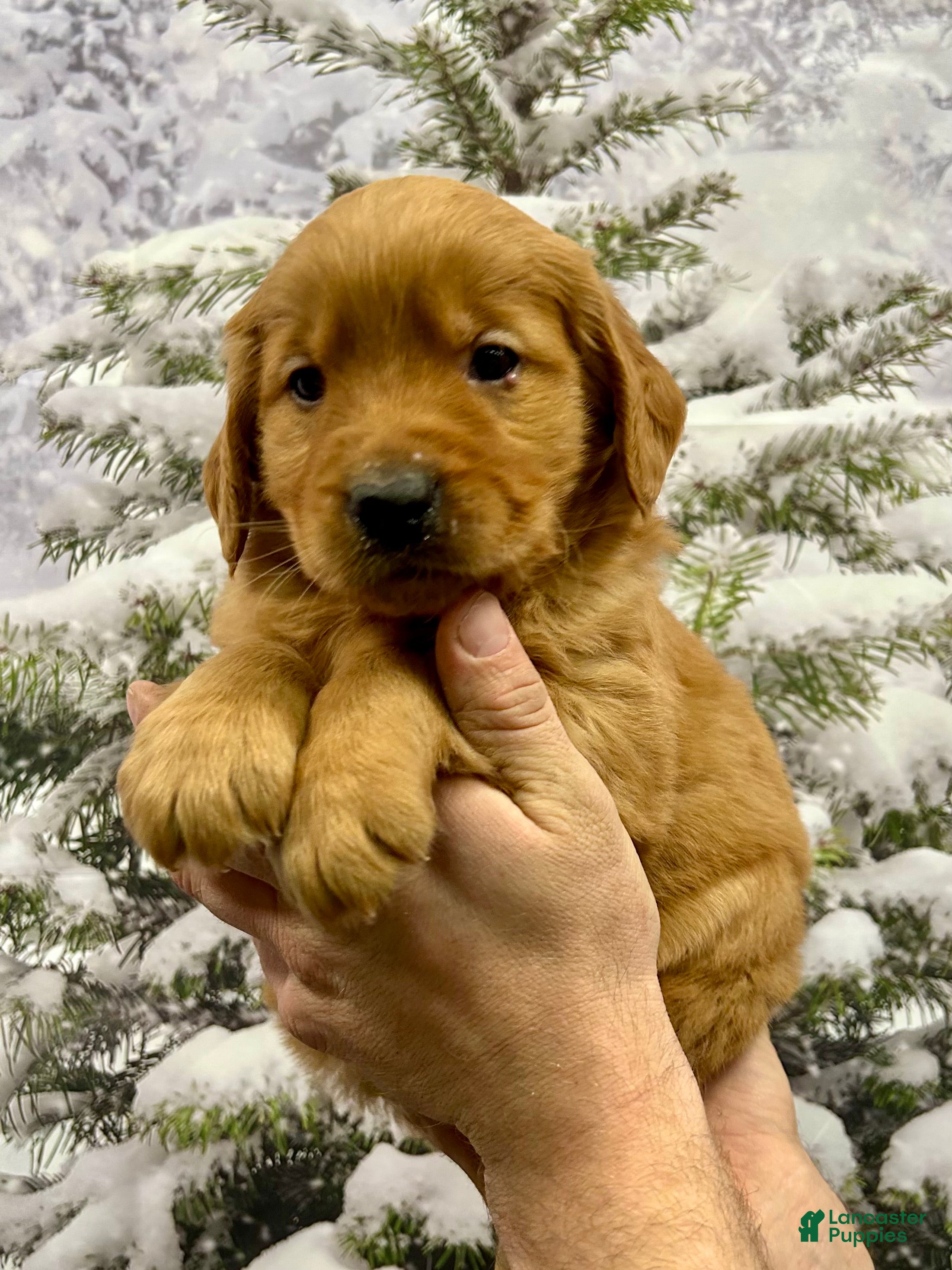 Golden Retriever dogs Prince  - Ad 38