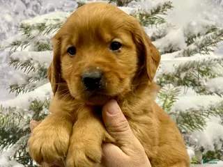 Golden Retriever dogs Prince - Ad 38