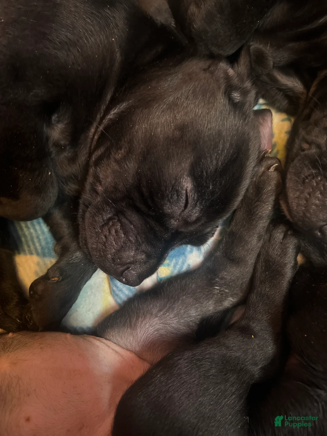 Mixed Breed dogs for sale: Mixed Breed Puppy 6 - Ad 1