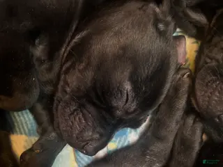 Mixed Breed dogs Mixed Breed Puppy 6 - Ad 9