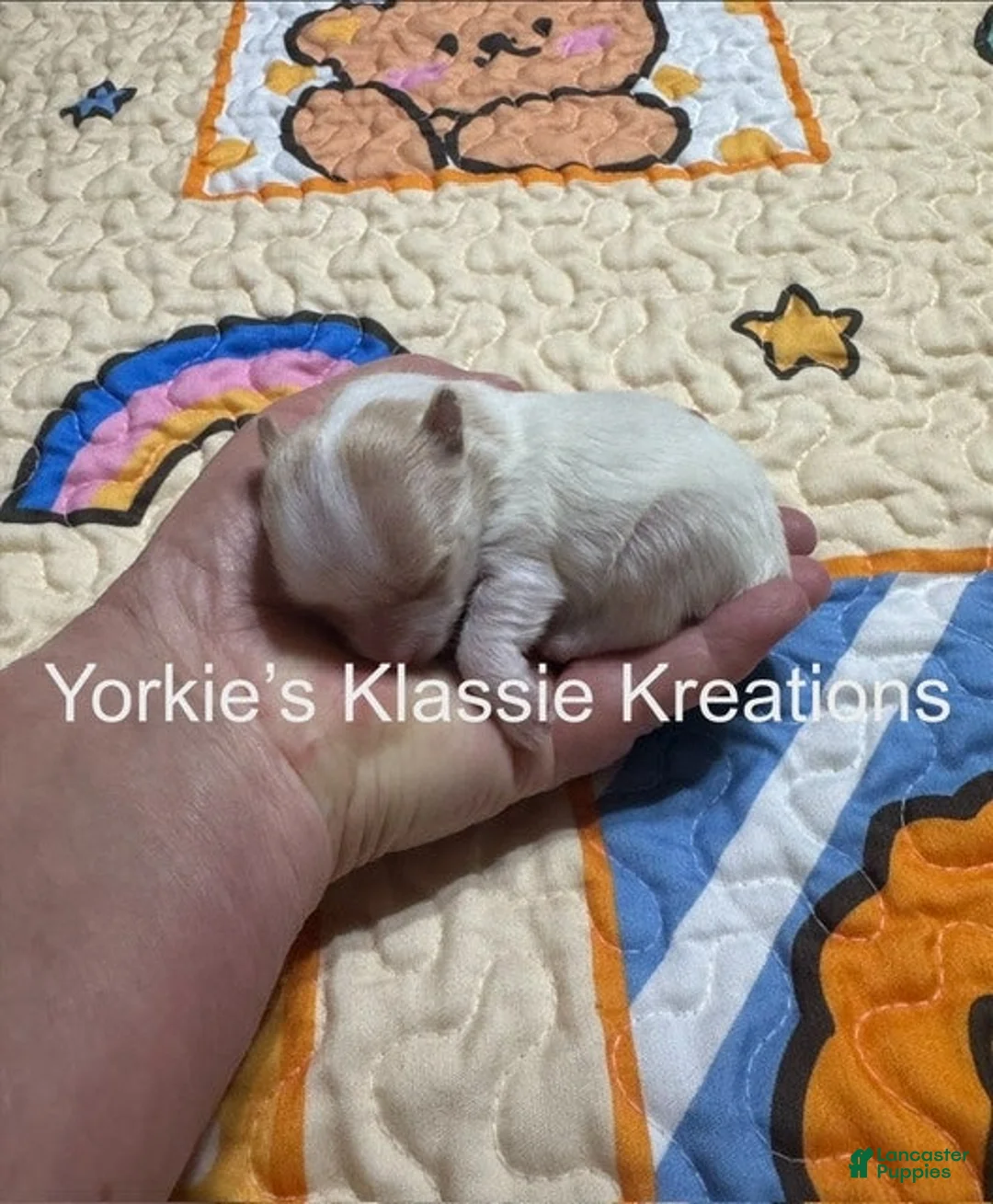 Yorkshire Terrier dogs for sale: KIANA - Ad 1