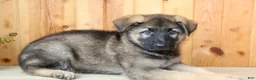 German Shepherd dogs for sale: Parker - Ad 7